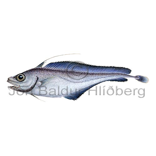 North Atlantic Codling - Lepidion eques - Cods - Gadiformes