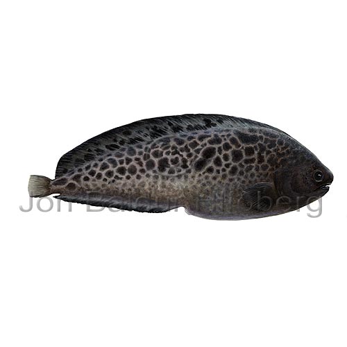 Jelly wolf-fishNorthern wolffish - Anarhichas denticulatus - Perch-likes - Perciformes