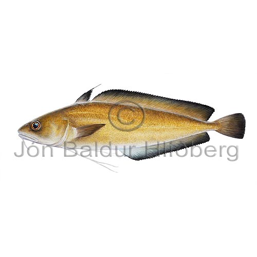 Greater Fork-beard - Phycis blennoides - Cods - Gadiformes