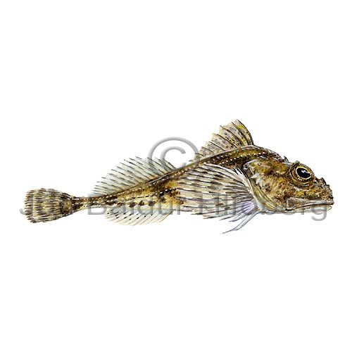 Twohorn Sculpin - Icelus bicornis - rockfishscorpionfishes - Scorpaeniformes