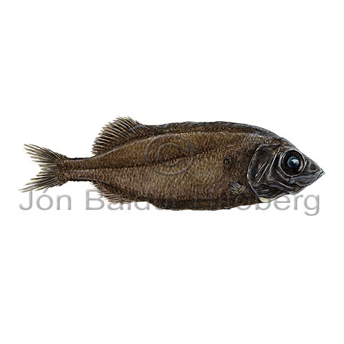 Legless Searsid - Platytroctes apus - otherfish - Osmeriformes