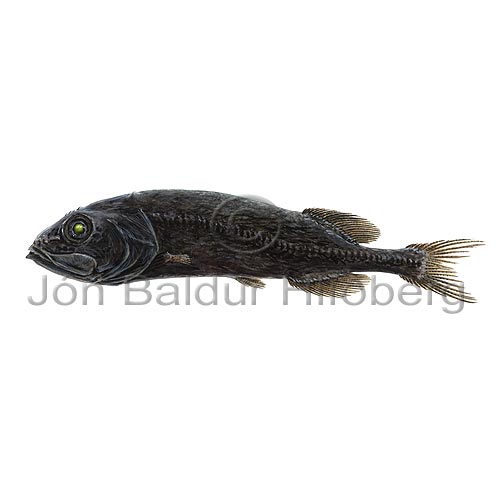 Softskin Smoothhead - Rouleina attrita - otherfish - Osmeriformes