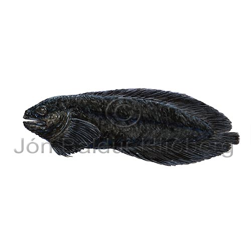 Gelatinous snailfish - Liparis fabricii - rockfishscorpionfishes - Scorpaeniformes