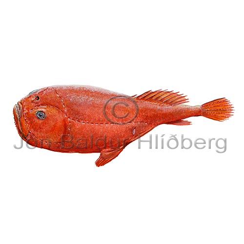 Kjni - Chaunax suttkusi - kjaftagelgjur - Kjaftagelgjur