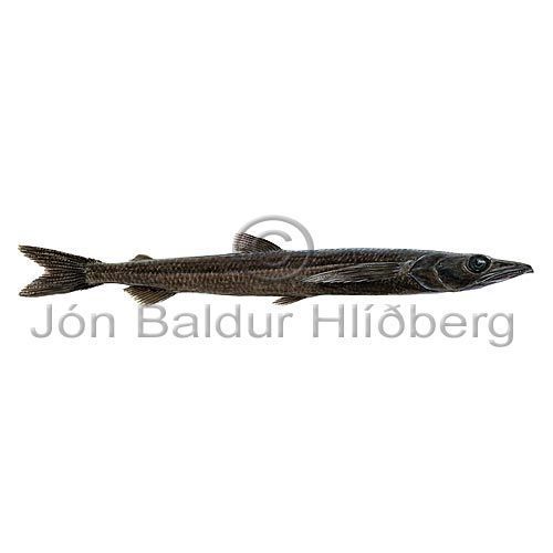 Blackfin Waryfish - Scopelosaurus lepidus - otherfish - Aulopiformes