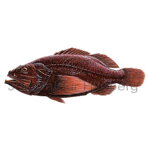 Karfalingur - Ectreposebastes imus - brynvangar - Brynvangar