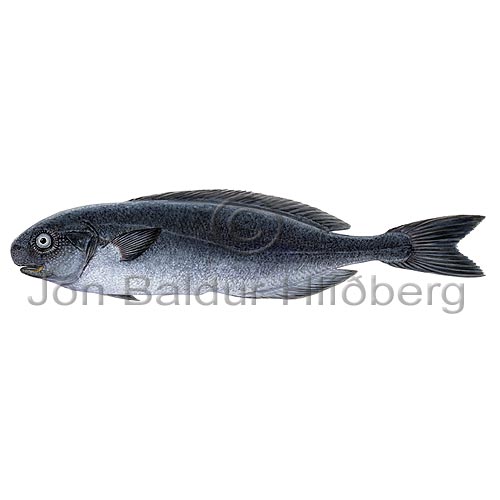 Blackfish - Centrolophus niger - Perch-likes - Perciformes