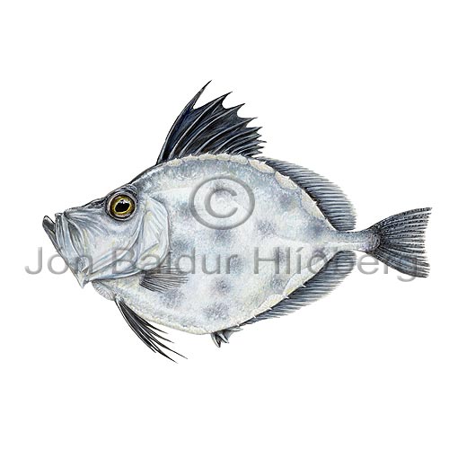 Silvery John dory - Zenopsis conchifera - otherfish - Zeiformes