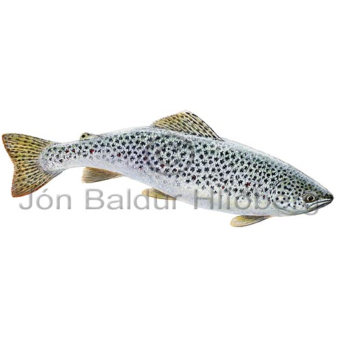 Urrii - Salmo trutta - laxfiskar - Laxfiskar