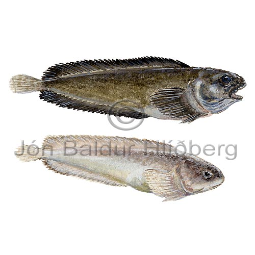 Striped seasnail - Liparis liparis - rockfishscorpionfishes - Scorpaeniformes