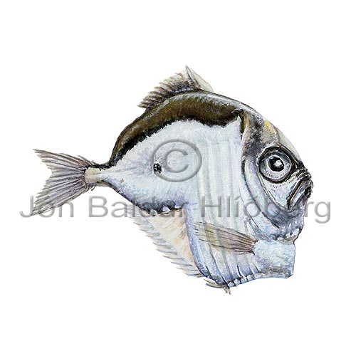 Highlight Hatchetfish - Sternoptyx pseudobscura - lightfishesanddragonfishes - Stomiiformes