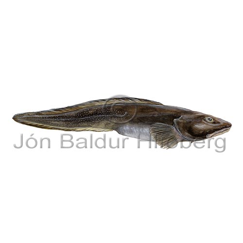 Longear Eelpout - Lycodes seminudus nigricans - Perch-likes - Perciformes