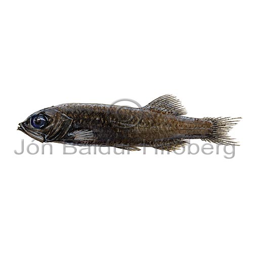 Palebelly Searsid - Barbantus curvifrons - otherfish - Osmeriformes