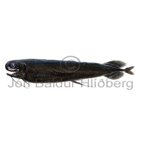  --Dragonfish - Pachystomias microdon - lightfishesanddragonfishes - Stomiiformes