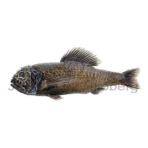 Numerous Helmetfish - Melamphaes microps - otherfish - Stephanoberyciformes