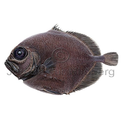 Warty Oreo - Allocyttus verrucosus - otherfish - Zeiformes