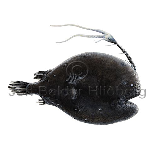 ---? - Himantolophus albinares - anglerfishes - Lophiiformes