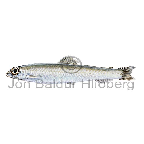 Longsnout Blacksmelt - Dolicholagus longirostris - otherfish - Osmeriformes