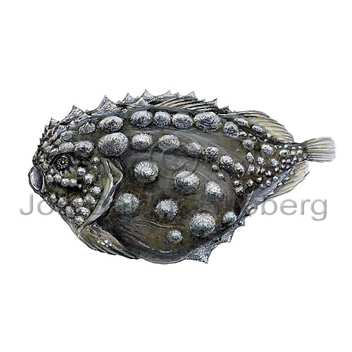 Atlantic Spiny Lumpsucker - Eumicrotremus spinosus - rockfishscorpionfishes - Scorpaeniformes