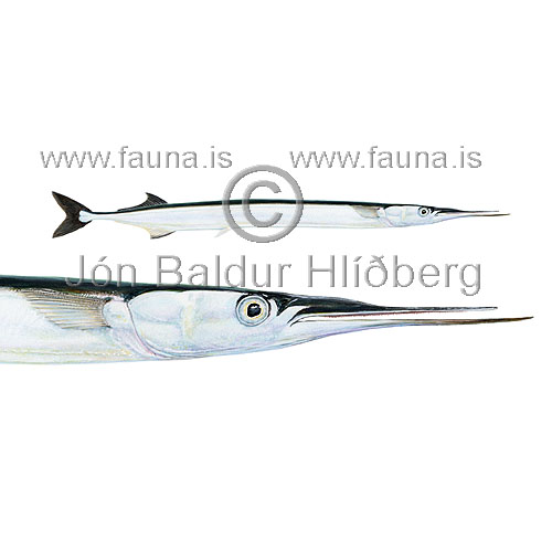 Hornfiskur - Belone belone - adrirfiskar - Trnisfiskar