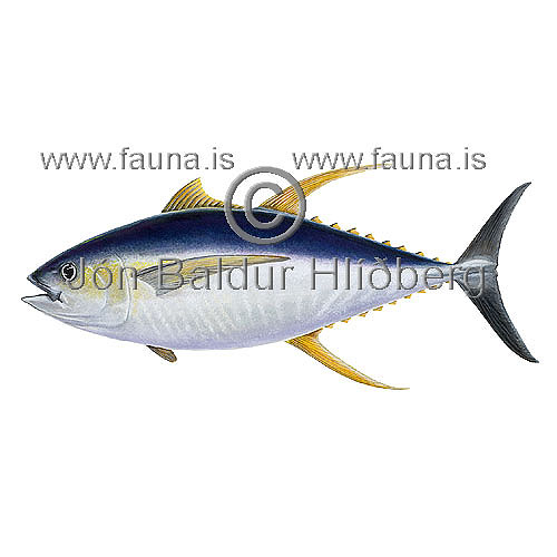 Yellowfin tuna - Thunnus albacares - Perch-likes - Perciformes