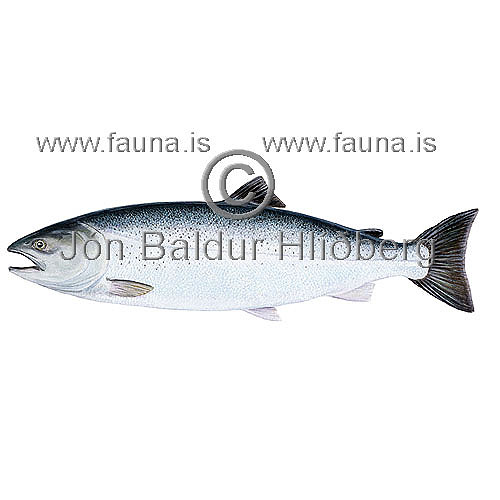 Kh lax - Oncorhynchus kisutch - laxfiskar - Laxfiskar