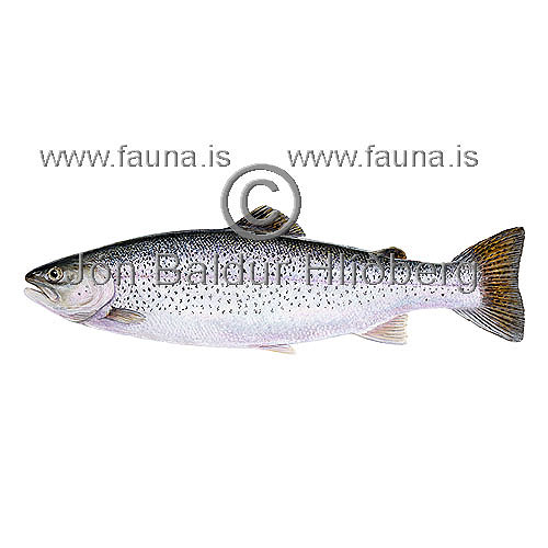 Rainbow trout - Oncorhynchus mykiss - Salmons - Salmoniformes
