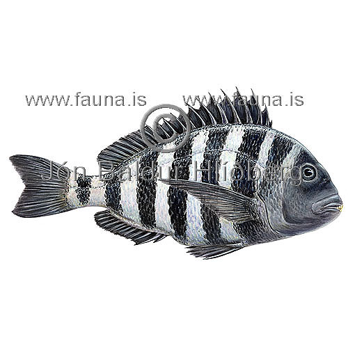 Sheepshead seabream - Archosargus probatocephalus - Perch-likes - Perciformes