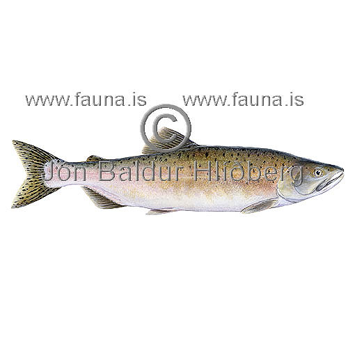 Hnlax Bleiklax - Oncorhynchus gorbuscha - laxfiskar - Laxfiskar