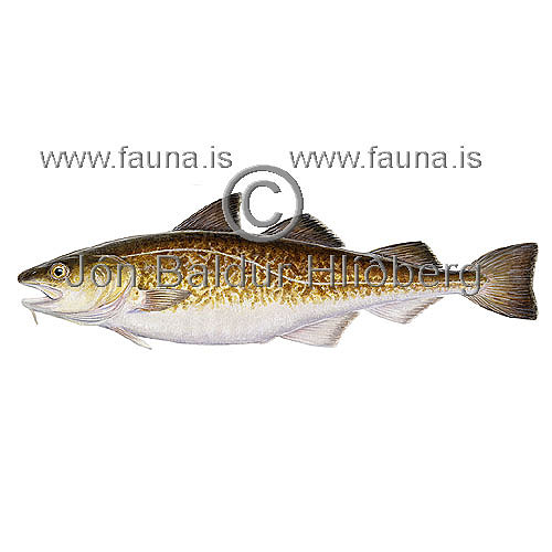 kyrrahafs orskur - Gadus macrocephalus  - thorskfiskar - orskfiskar