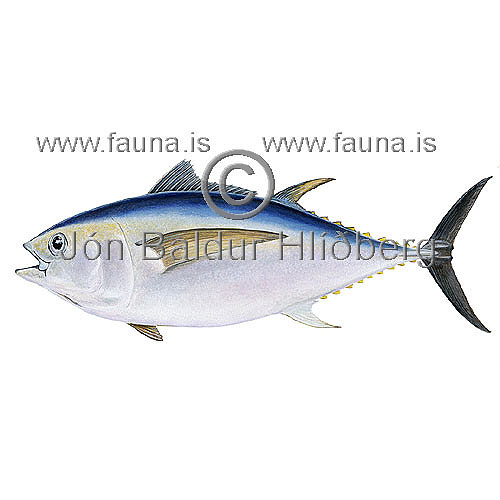 Tnfiskur - Thunnus obesus  - borrar - Borrar