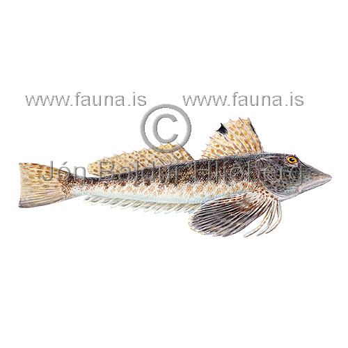 Leopard searobin  - Prionotus scitulus - rockfishscorpionfishes - Scorpaeniformes