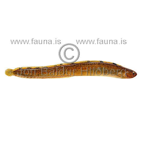 Gunnell Butterfish - Pholis gunnellus - Perch-likes - Perciformes