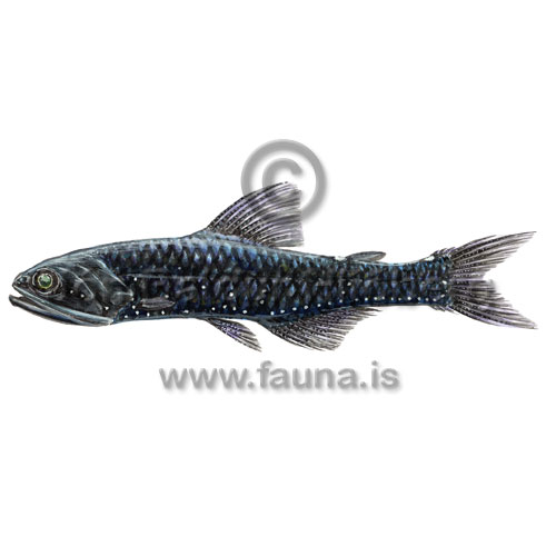 Rakery Beaconlamp - Lampanyctus macdonaldi - otherfish - Myctophiformes