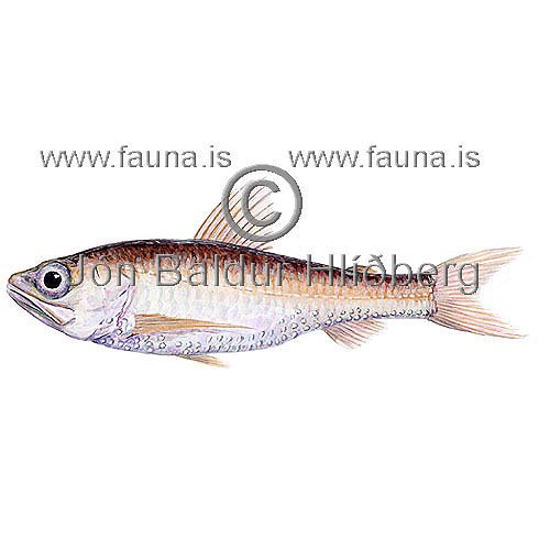 Neoscopelus microchir - Neoscopelus microchir - otherfish - Myctophiformes