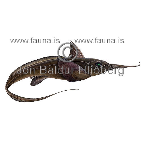 Mj�nefur - Hariotta raleighana - hamys - H�m�s