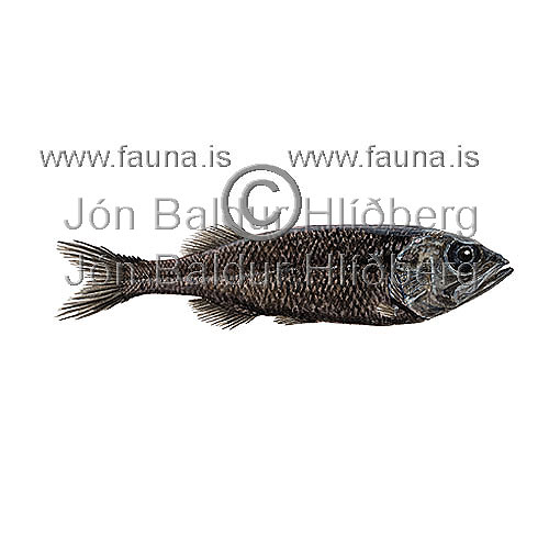 Multipore searsid  - Normichthys operosus - otherfish - Osmeriformes