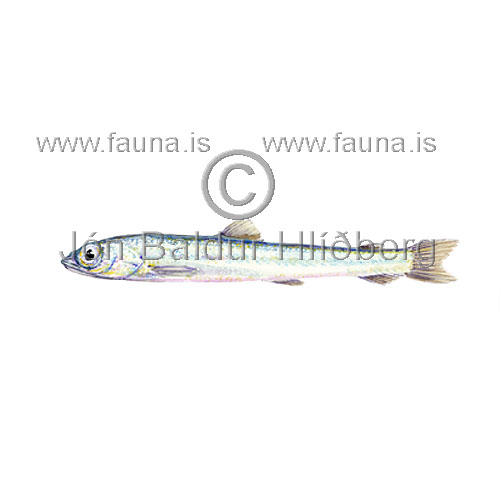 Nansenia oblita - Nansenia oblita - otherfish - Osmeriformes