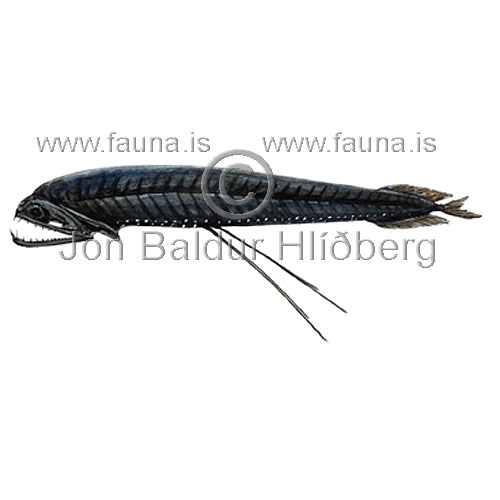 Loosejaw - Photostomias guernei - lightfishesanddragonfishes - Stomiiformes