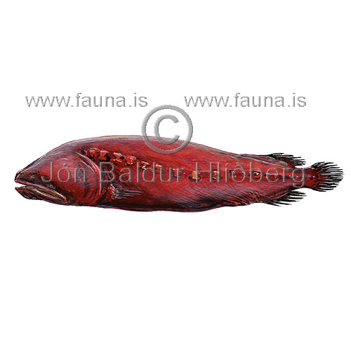  - Flabby whalefish - Gyrinomimus sp. - otherfish - Stephanoberyciformes