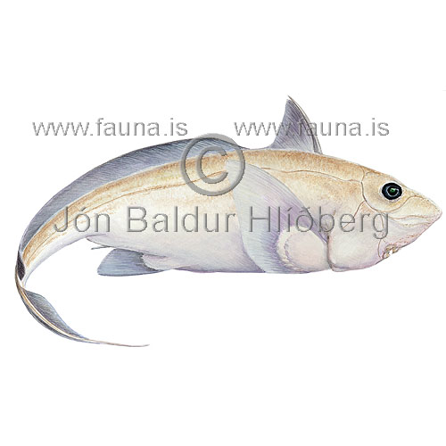 Pallid rabbitfish - Hydrolagus pallidus - Chimareas - Chimaeriformes