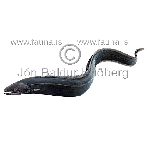 Deepwater arrowtooth eel - Histiobranchus bathybius - Elopiformes - Anguilliformes