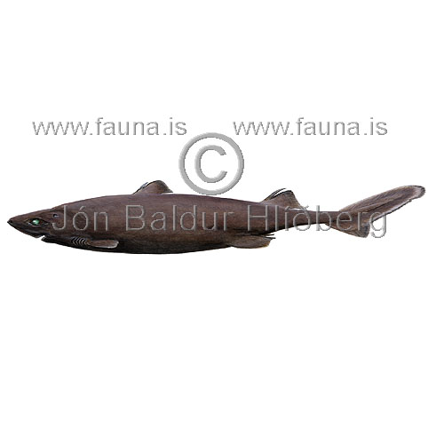 Velvet belly lantern shark - Etmopterus spinax - Sharks - Squaliformes