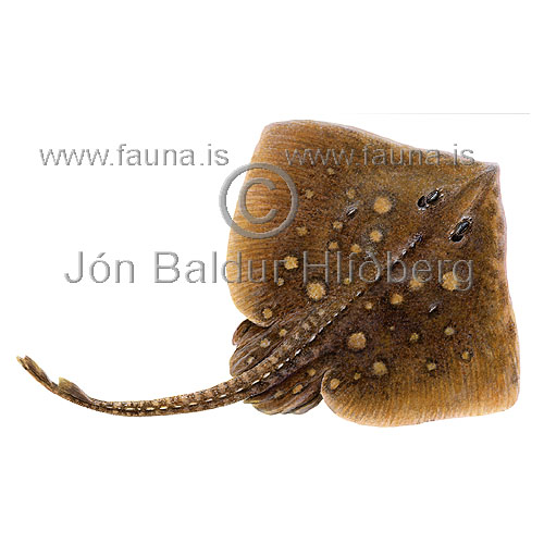 Thornback Ray  - Raja clavata - skatesandrays - Rajiformes