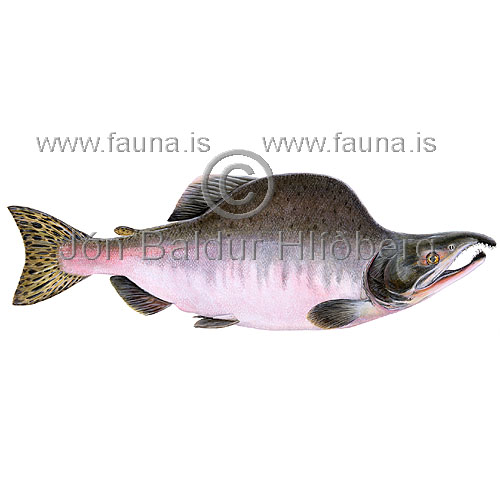 Hnlax Bleiklax - Oncorhynchus gorbuscha - laxfiskar - Laxfiskar