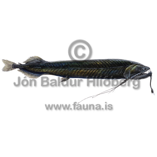 Scaleless dragonfish - Chirostomias pliopterus - lightfishesanddragonfishes - Stomiiformes