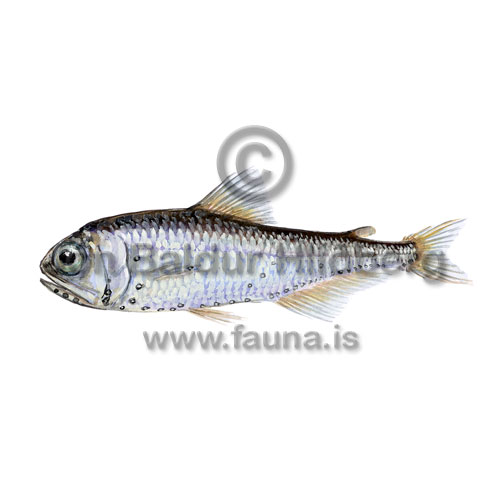 Spotted Lanternfish - Myctophum punctatum - otherfish - Myctophiformes