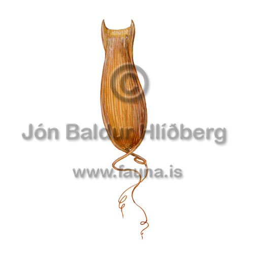 Iceland catshark - Apristurus laurussonii - sharks - Carcharhiniformes