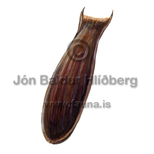 Jensensh�fur - Galeus murinus - hafiskar - H�fiskar