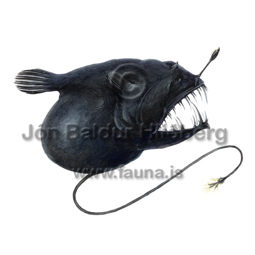 Great Barbel-throat - Linophryne coronata - anglerfishes - Lophiiformes